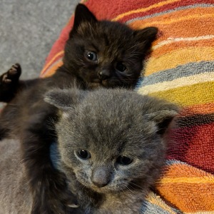 Fundraising Page: Katherine Cardoza